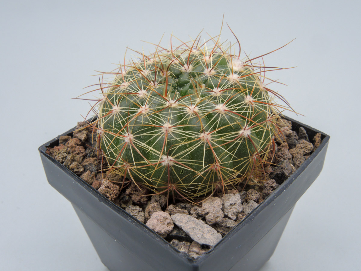 Notocactus arechavaletae v. aureus G 49